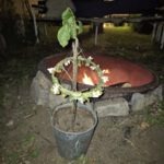 Beltane Fest, Ehrung der weiblichen und männlichen Kraft. Symbol ist dafür das Maibäumchen.